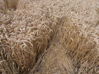 Lurkeley Hill, Wiltshire crop circle, aerial photo 47
