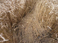 Lurkeley Hill, Wiltshire crop circle, aerial photo 46
