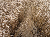 Lurkeley Hill, Wiltshire crop circle, aerial photo 45