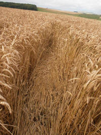 Lurkeley Hill, Wiltshire crop circle, aerial photo 64