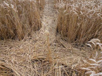 Lurkeley Hill, Wiltshire crop circle, aerial photo 42
