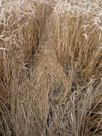 Lurkeley Hill, Wiltshire crop circle, aerial photo 41