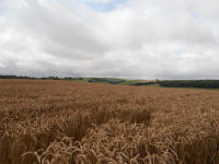 Lurkeley Hill, Wiltshire crop circle, aerial photo 43