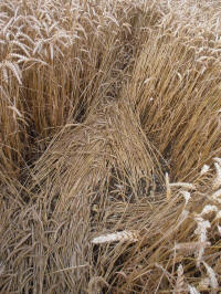 Lurkeley Hill, Wiltshire crop circle, aerial photo 40