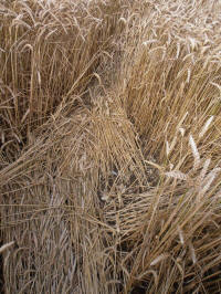 Lurkeley Hill, Wiltshire crop circle, aerial photo 39
