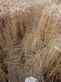 Lurkeley Hill, Wiltshire crop circle, aerial photo 32