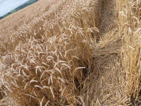 Lurkeley Hill, Wiltshire crop circle, aerial photo 44