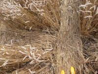 Lurkeley Hill, Wiltshire crop circle, aerial photo 38