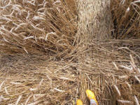 Lurkeley Hill, Wiltshire crop circle, aerial photo 37