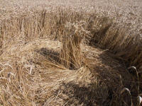 Lurkeley Hill, Wiltshire crop circle, aerial photo 34