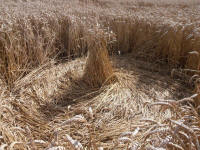 Lurkeley Hill, Wiltshire crop circle, aerial photo 33