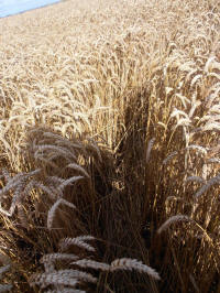 Lurkeley Hill, Wiltshire crop circle, aerial photo 31
