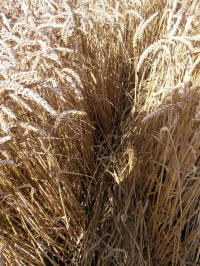 Lurkeley Hill, Wiltshire crop circle, aerial photo 30