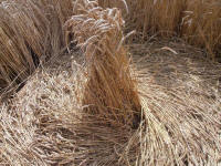 Lurkeley Hill, Wiltshire crop circle, aerial photo 29