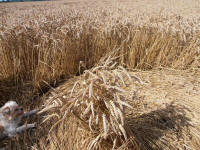 Lurkeley Hill, Wiltshire crop circle, aerial photo 62