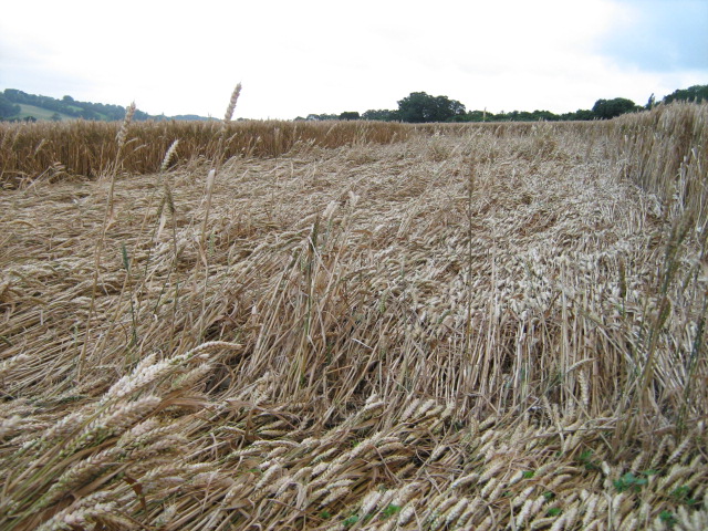 Owslebury, Hampshire crop circle, aerial photo 19