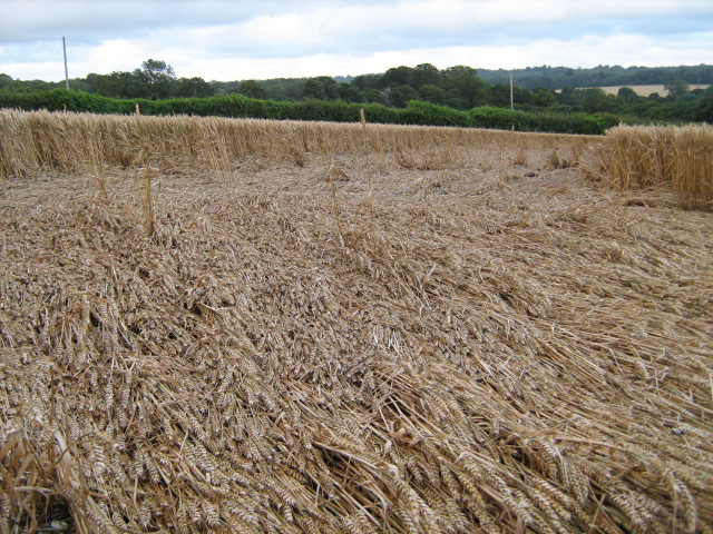 Owslebury, Hampshire crop circle, aerial photo 17