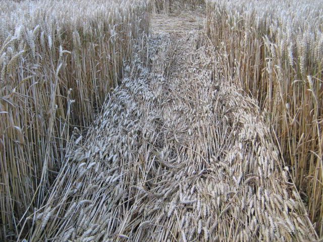 Owslebury, Hampshire crop circle, aerial photo 18