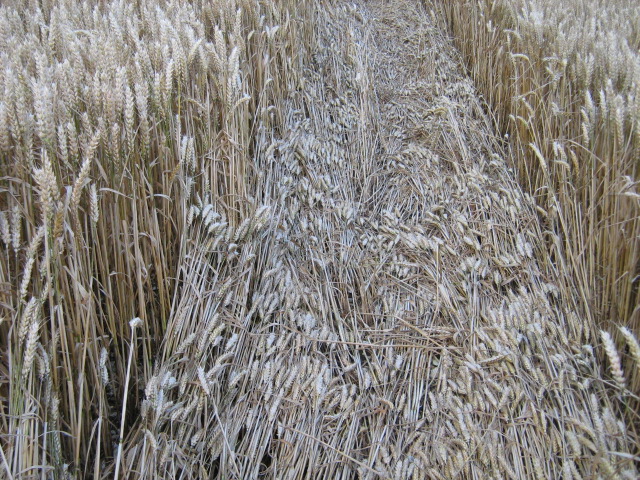 Owslebury, Hampshire crop circle, aerial photo 20