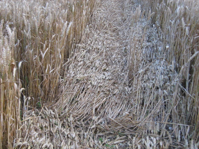 Owslebury, Hampshire crop circle, aerial photo 22