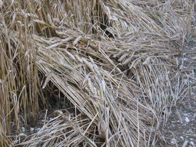 Owslebury, Hampshire crop circle, aerial photo 24