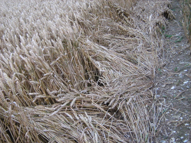 Owslebury, Hampshire crop circle, aerial photo 30