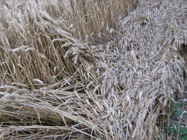 Owslebury, Hampshire crop circle, aerial photo 29