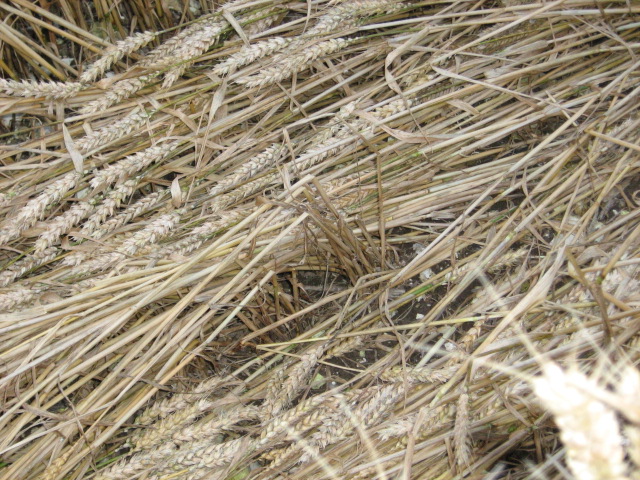 Owslebury, Hampshire crop circle, aerial photo 27