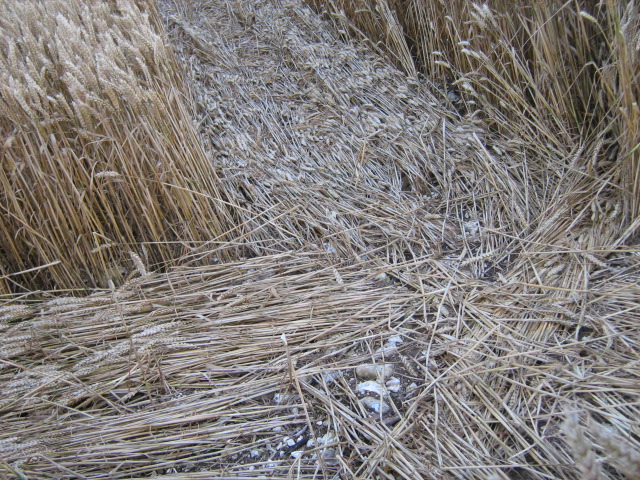 Owslebury, Hampshire crop circle, aerial photo 26