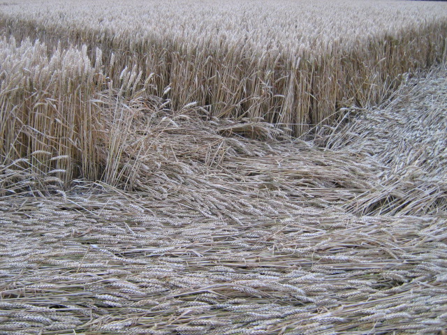 Owslebury, Hampshire crop circle, aerial photo 31