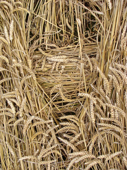 Oxleaze Copse, Wiltshire crop circle, aerial photo 46