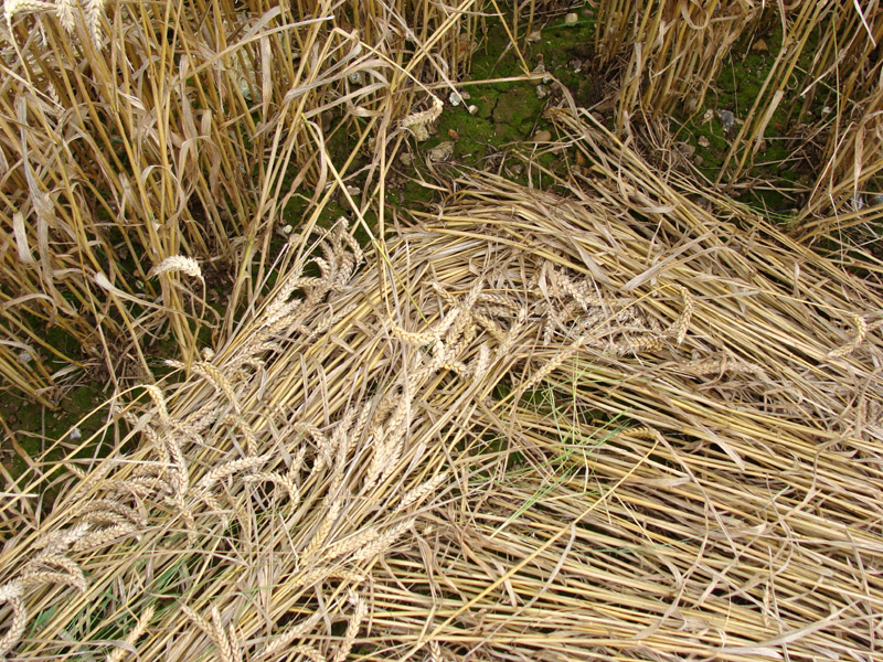 Oxleaze Copse, Wiltshire crop circle, aerial photo 44