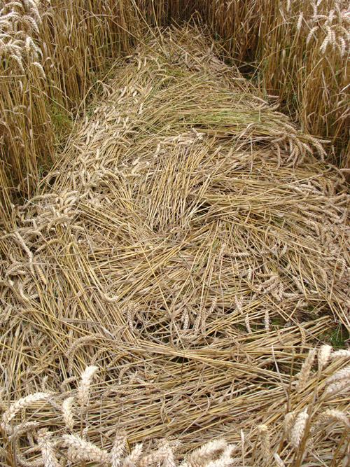 Oxleaze Copse, Wiltshire crop circle, aerial photo 48