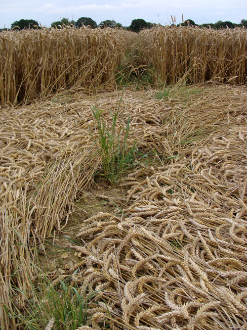 Oxleaze Copse, Wiltshire crop circle, aerial photo 49