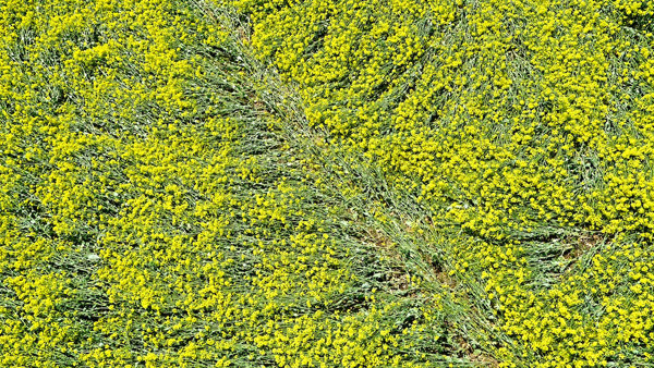Water Eaton Copse, Wiltshire crop circle, aerial photo 5
