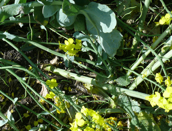 Water Eaton Copse, Wiltshire crop circle, ground photo 60