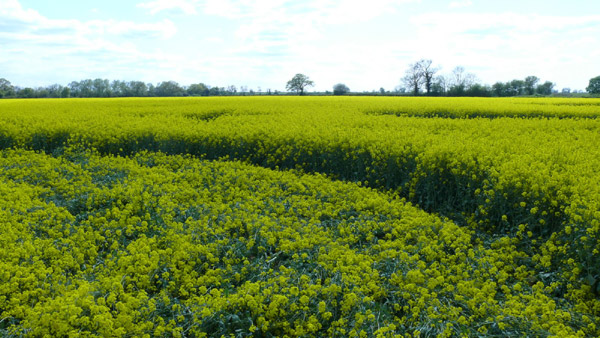 Water Eaton Copse, Wiltshire crop circle, aerial photo 52
