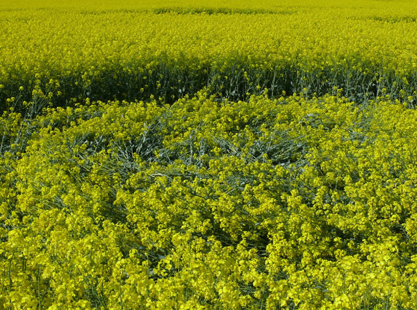 Water Eaton Copse, Wiltshire crop circle, aerial photo 54