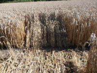 All Cannings Bridge, Wiltshire crop circle, aerial photo 65