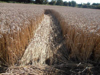 All Cannings Bridge, Wiltshire crop circle, aerial photo 64