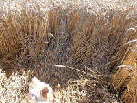 All Cannings Bridge, Wiltshire crop circle, aerial photo 57