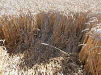 All Cannings Bridge, Wiltshire crop circle, aerial photo 56