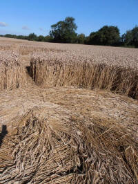 All Cannings Bridge, Wiltshire crop circle, aerial photo 50