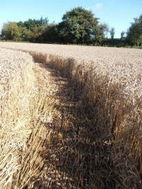 All Cannings Bridge, Wiltshire crop circle, aerial photo 44