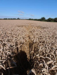 All Cannings Bridge, Wiltshire crop circle, aerial photo 43