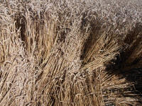 All Cannings Bridge, Wiltshire crop circle, aerial photo 46