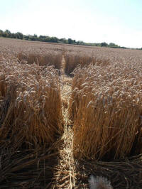 All Cannings Bridge, Wiltshire crop circle, aerial photo 42
