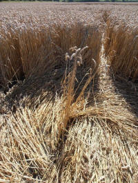 All Cannings Bridge, Wiltshire crop circle, aerial photo 40