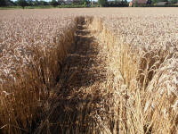 All Cannings Bridge, Wiltshire crop circle, aerial photo 38