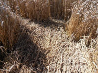 All Cannings Bridge, Wiltshire crop circle, aerial photo 31